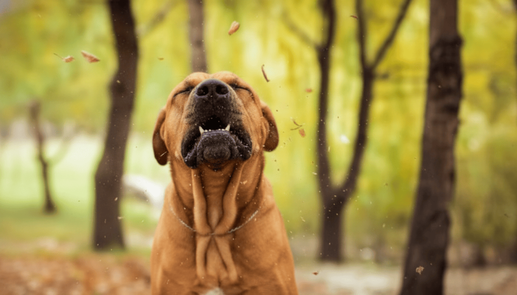 ¿Por qué mi perro estornuda mucho?