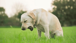 ¿Por qué mi perro tose como si tuviera algo atorado?