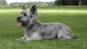 Perro Skye Terrier