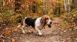 Perro Basset Hound