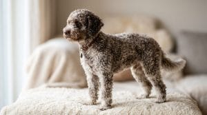 Perro Lagotto Romagnolo