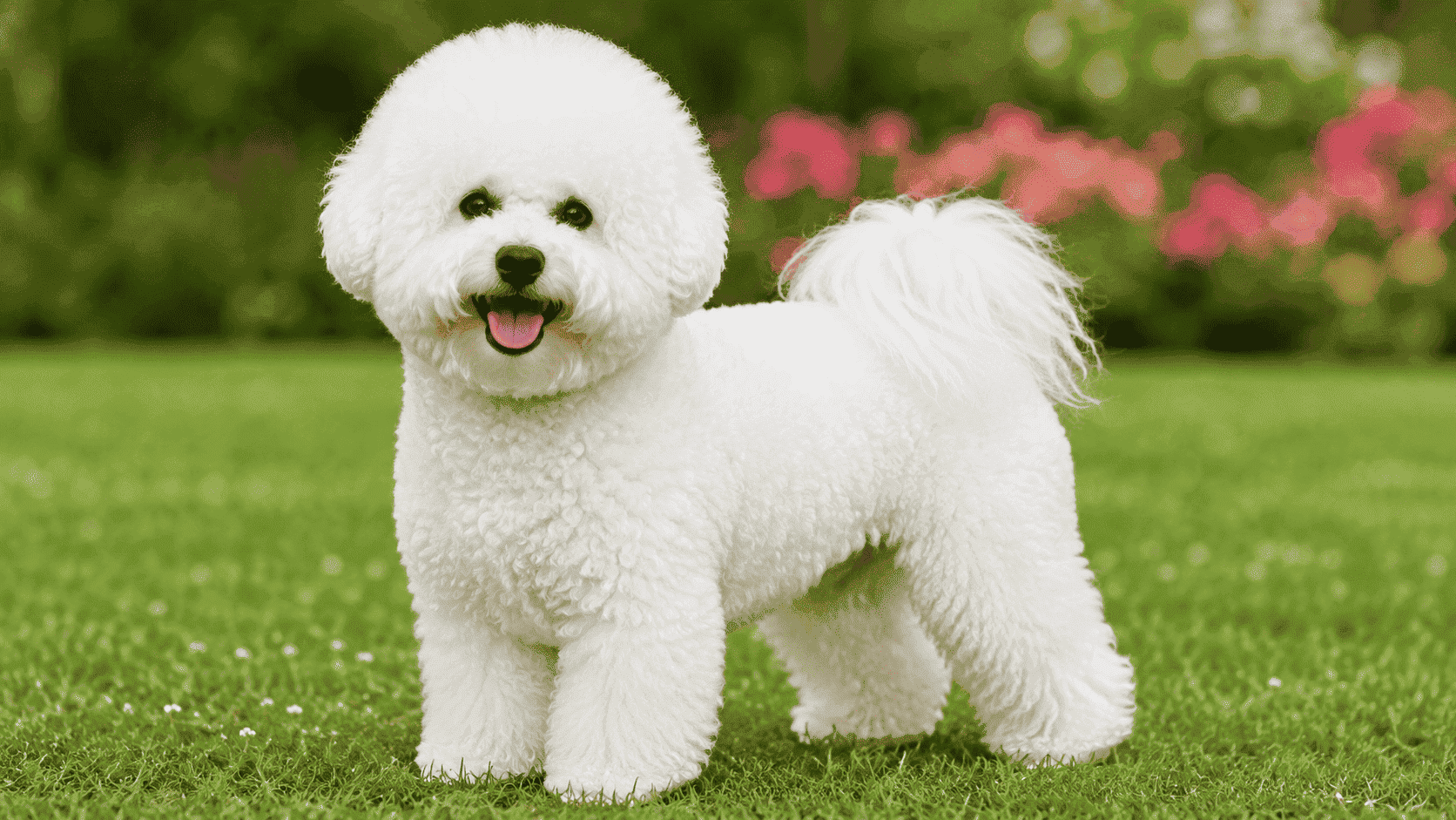 Perro Bichón Frisé