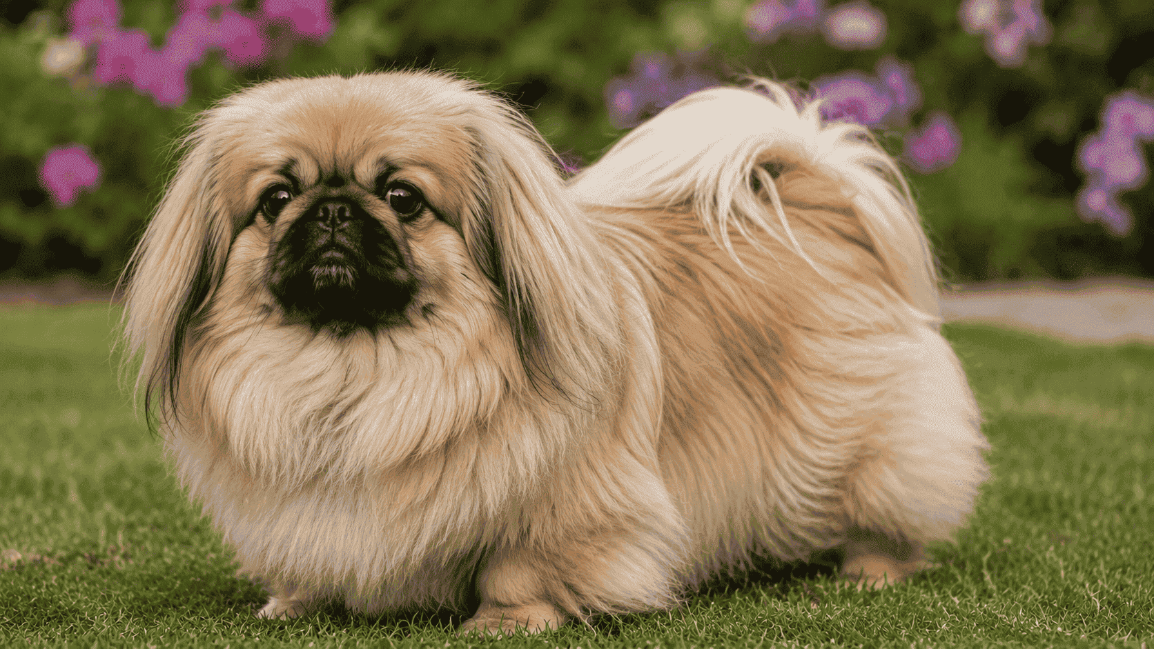 Perro Pekinés