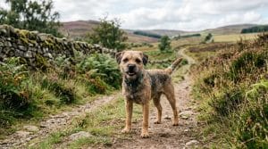 Perro Border Terrier