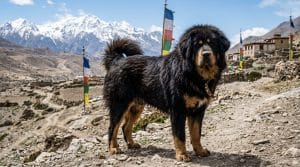 Perro Dogo del Tíbet