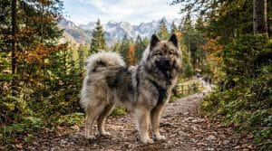 Perro Eurasier