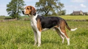 Perro Foxhound