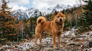 Perro Hokkaido