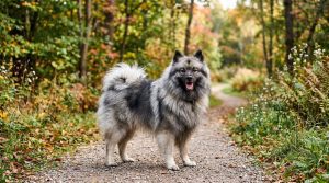 Perro Keeshond