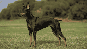 Perro Manchester Terrier