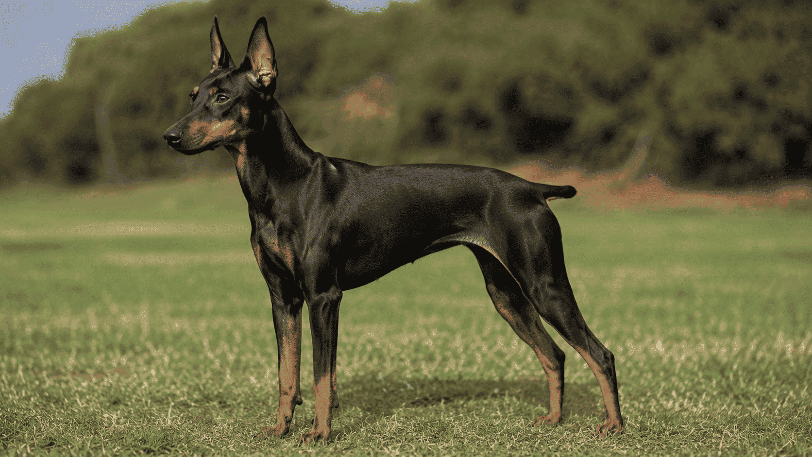 Perro Manchester Terrier