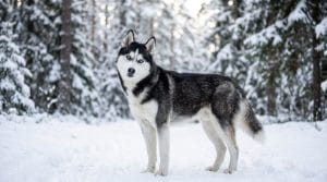Perro Husky Siberiano
