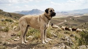 Perro Pastor de Anatolia